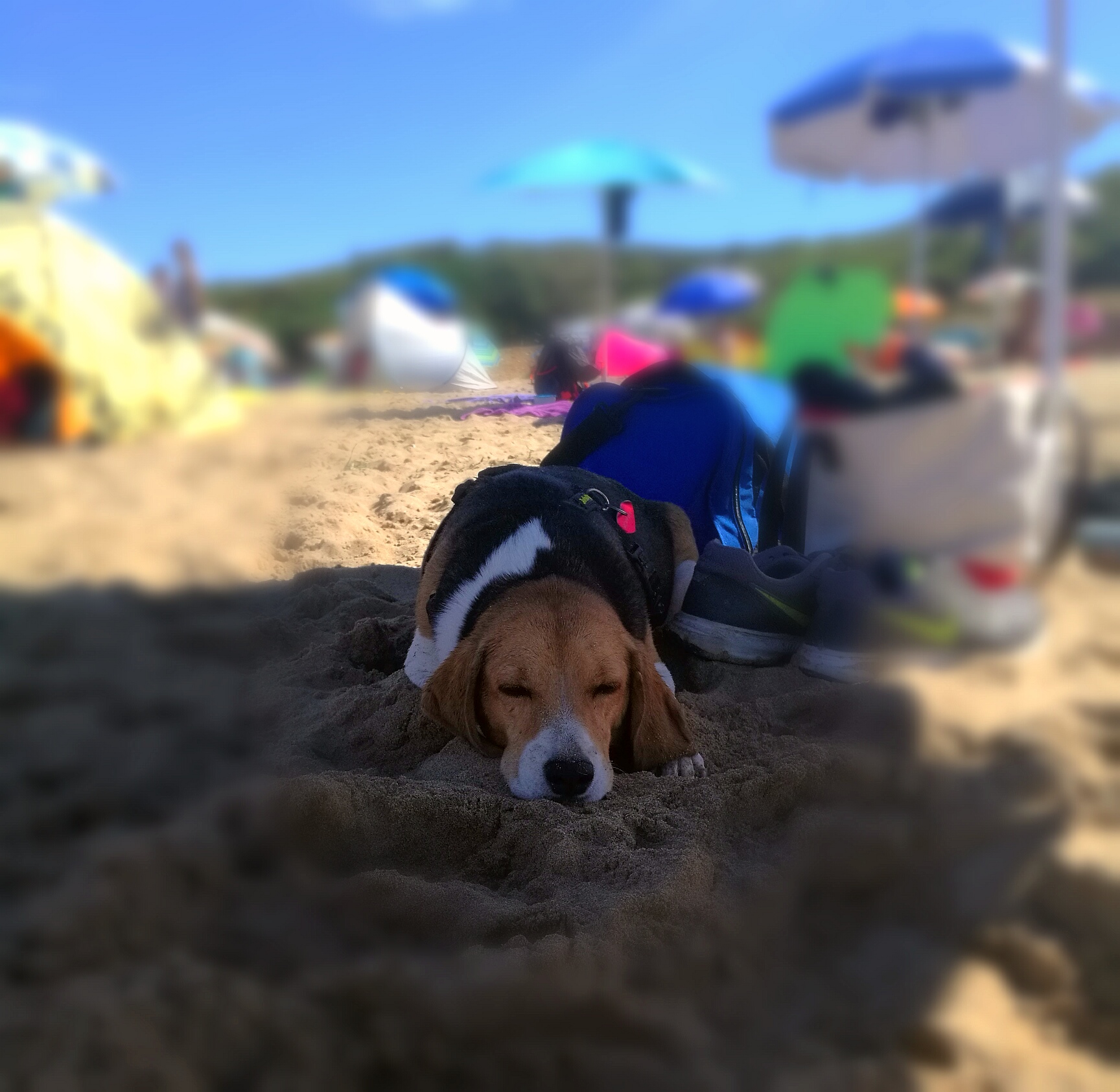 Getting relaxed on the beach - 8 tips for taking your dog to the beach