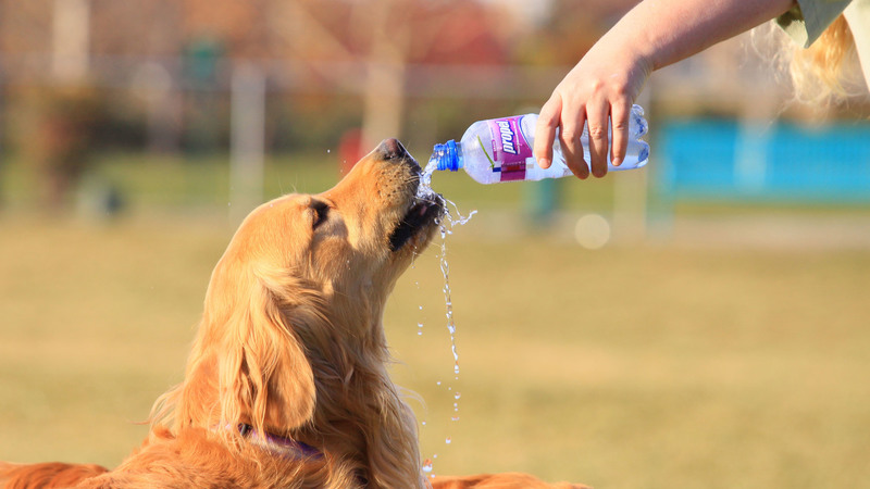 Let your dog drink a lot of water - 8 tips for taking your dog to the beach