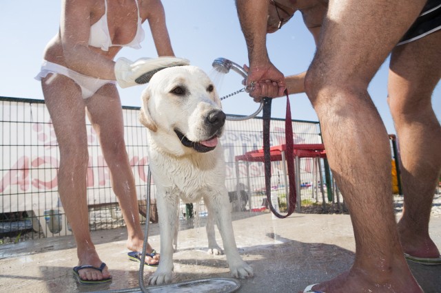 Rinsing the dog before leaving the beach - 8 tips for taking your dog to the beach