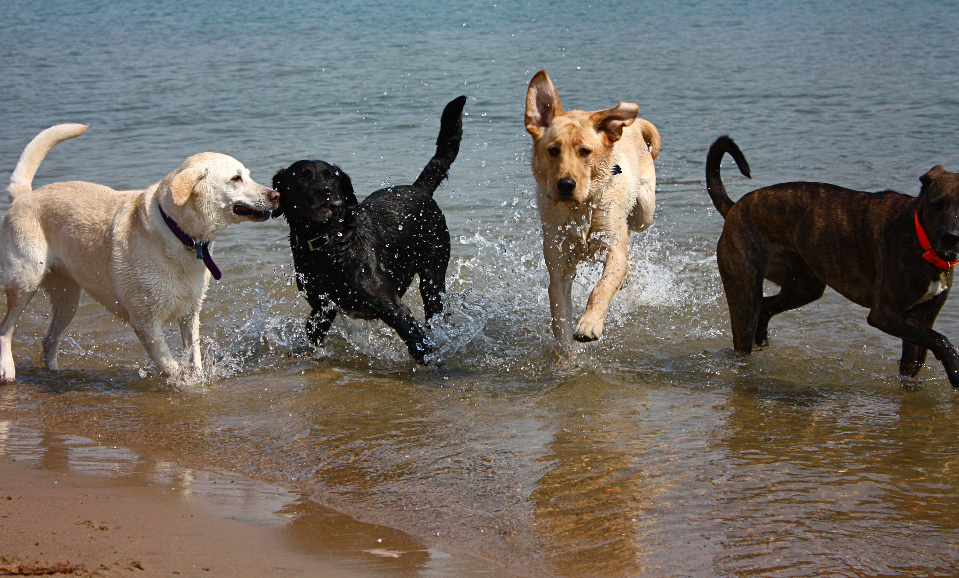 Dogs having fun on the beach - 8 tips for taking your dog to the beach