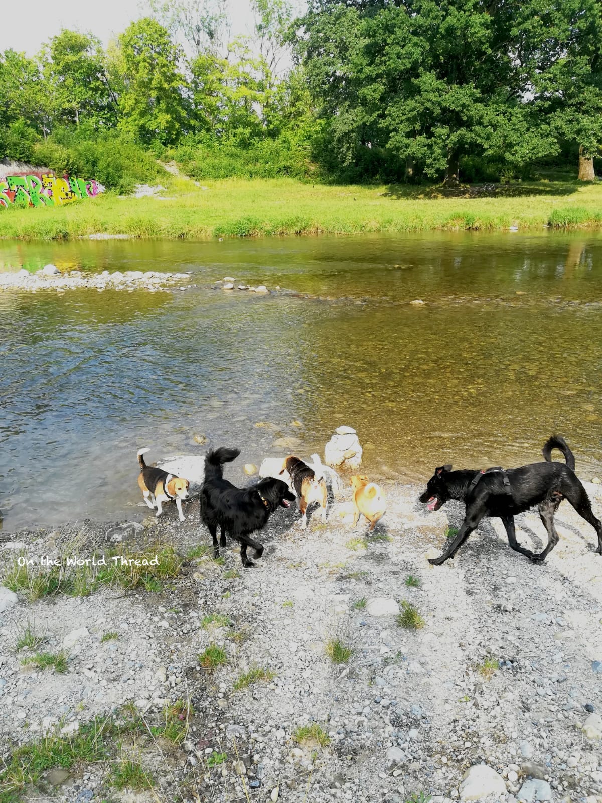 The River for dogs in Allmend-Brunau - Zurich